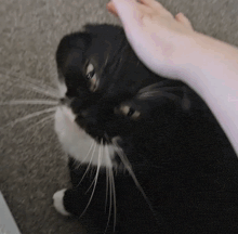 a person petting a black and white cat 's head