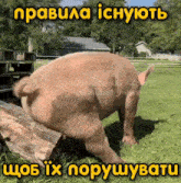 a pig is standing on a log in a grassy field with the words " правила iснують " above it