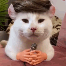 Cat Cat Microphone GIF