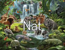 Nat Animals GIF - Nat Animals Nat Animal GIFs
