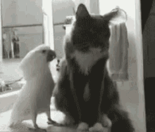 Hug Love GIF - Hug Love Cat GIFs