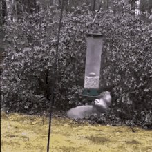 Squirrel Spinning Around GIF - Squirrel Spinning Around Bird Feeder GIFs