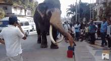 Elephant Senthil GIF - Elephant Senthil Elephantentry GIFs