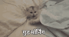 गुड मॉर्निंग, शुभ प्रभात, बिल्ली GIF - Cat Yawn Shubha Prabhat GIFs