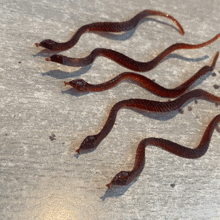 a group of snakes are laying on a table