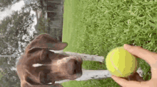 Funny Dog GIF - Funny Dog Tennis Ball GIFs