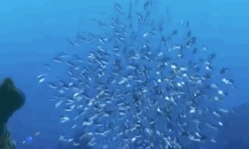 Nemo School Of Fish GIF - Nemo School Of Fish Finding Nemo - Discover &  Share GIFs