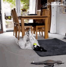 Playing With The Ball The Pet Collective GIF - Playing With The Ball The Pet Collective Dog GIFs