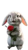 a white rabbit is holding a red rose