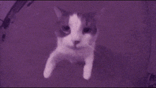 My Perfect Tillie GIF