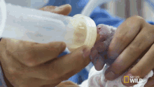 Feeding Milk A Miracle Baby GIF