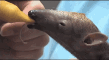 Tamandua Anteater GIF