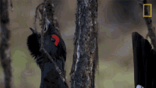Clucking The Forbidden River GIF - Clucking The Forbidden River Crowing GIFs