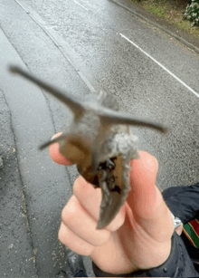 a person holding a snail in their hand in front of a road