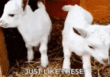 Baby Goat GIF - Baby Goat GIFs