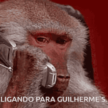 Guilherme Guilherme S GIF - Guilherme Guilherme S Macaco GIFs
