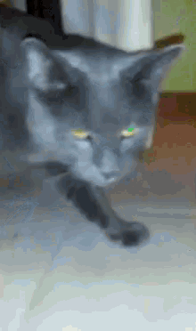 Cat Meow GIF - Cat Meow Curious GIFs