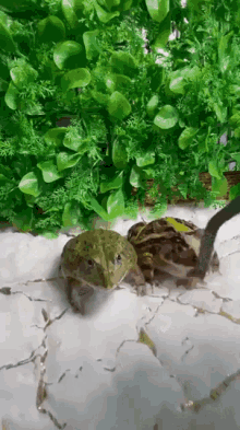 Frog Eat GIF - Frog Eat GIFs