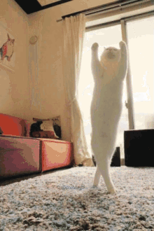 Cat Dancing GIF - Cat Dancing Cat Dance GIFs