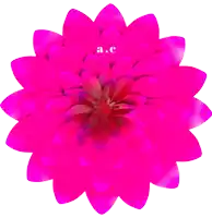 a pink flower with the letters a.c. on it