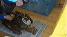 a cat is laying on a newspaper on a wooden floor