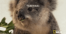 Koala Eat GIF - Koala Eat Wink GIFs