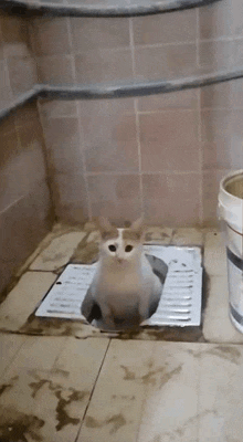 a cat is sitting in a hole in a toilet .