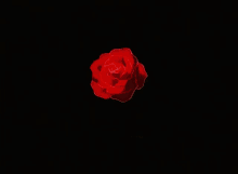 Cute Red GIF - Cute Red Rose GIFs