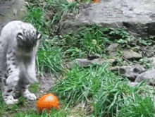 Play Time GIF - Snow Leopard Pumpkin Cute GIFs