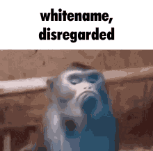 Whitename Monkey GIF