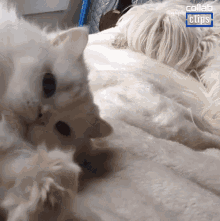 cat falling waking up epic fails flopping dropping