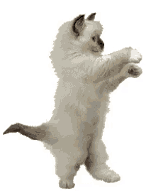 Funny Animal GIF - Funny Animal Dancing Cat GIFs