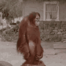 Macaco Doido Caindo Doideira GIF - Macaco Doido Caindo Doideira GIFs