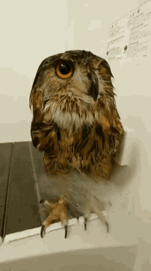 Owl Showering GIF - Owl Showering GIFs