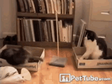 Tetherball GIF - Cats Play Tetherball GIFs