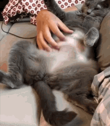 Funny Cat GIF - Funny Cat Belly Rub GIFs