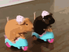 GIF