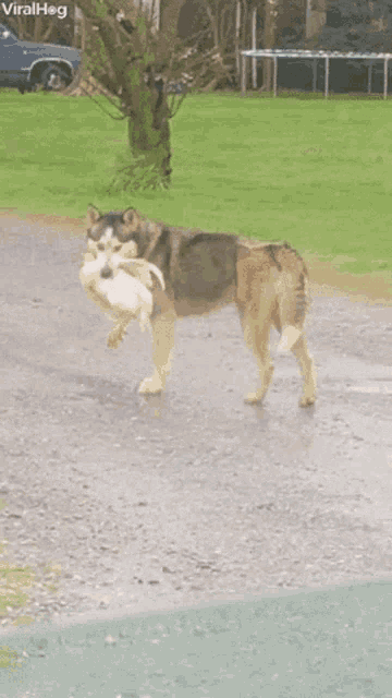 dog-drop-the-chicken.gif
