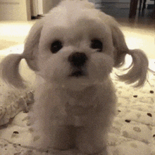 a small white dog with pigtails on its ears .