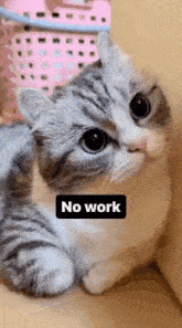 a cat with a no work sticker on its face
