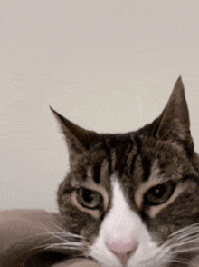 Cat Beeboo GIF - Cat Beeboo GIFs