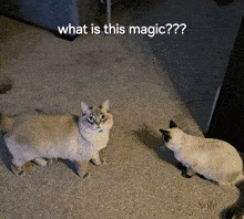 two cats standing next to each other with the caption what is this magic??