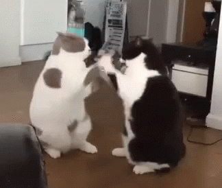 cat-fight