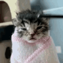 Cat Comfy GIF - Cat Comfy Blanket GIFs