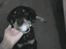 Show Me What You Got GIF - Dog Toy Play GIFs
