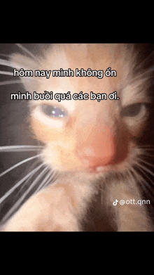 a close up of a cat 's face with a caption in foreign language