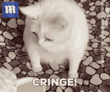 Cringe Cat GIF - Cringe Cat Jonoodle GIFs