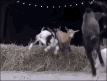 Radical Goat GIF - Radical Goat Jump GIFs