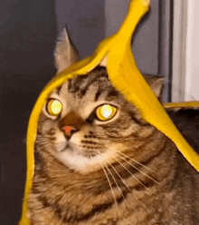 a cat is wearing a yellow banana peel on its head .