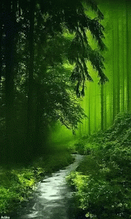 forest-happy-wednesday.gif